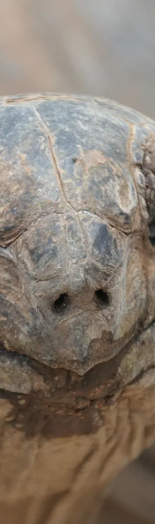 Auf den Spuren der Aldabra-Schildkröten